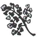 Illustration of parsley