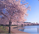 Cherry Blossoms