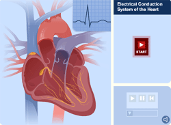 Your heart’s electrical system animation